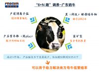 泌乳牛營養(yǎng)方案
